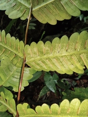 Pteris fauriei
