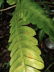 Pteris fauriei