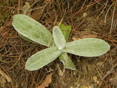 Pseudognaphalium adnatum