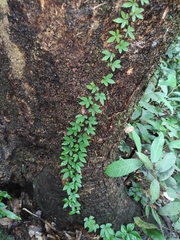 Tetrastigma obtectum