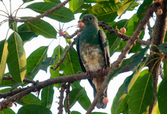 Ptilinopus leclancheri