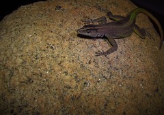 Platysaurus maculatus maculatus