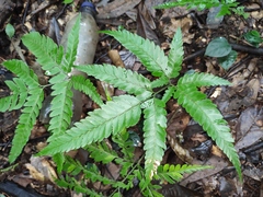 Arachniodes aristata