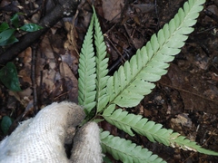 Arachniodes aristata