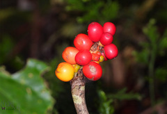 Amorphophallus galbra