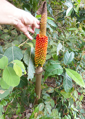 Amorphophallus paeoniifolius