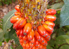 Amorphophallus paeoniifolius