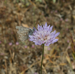 Polyommatus celina
