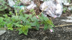 Cleome rutidosperma
