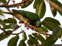 Ptilinopus leclancheri