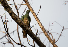 Ptilinopus leclancheri