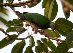 Ptilinopus leclancheri