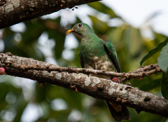 Ptilinopus leclancheri