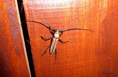 Xystrocera apiculata