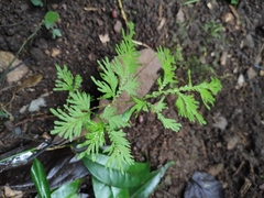 Selaginella moellendorffii