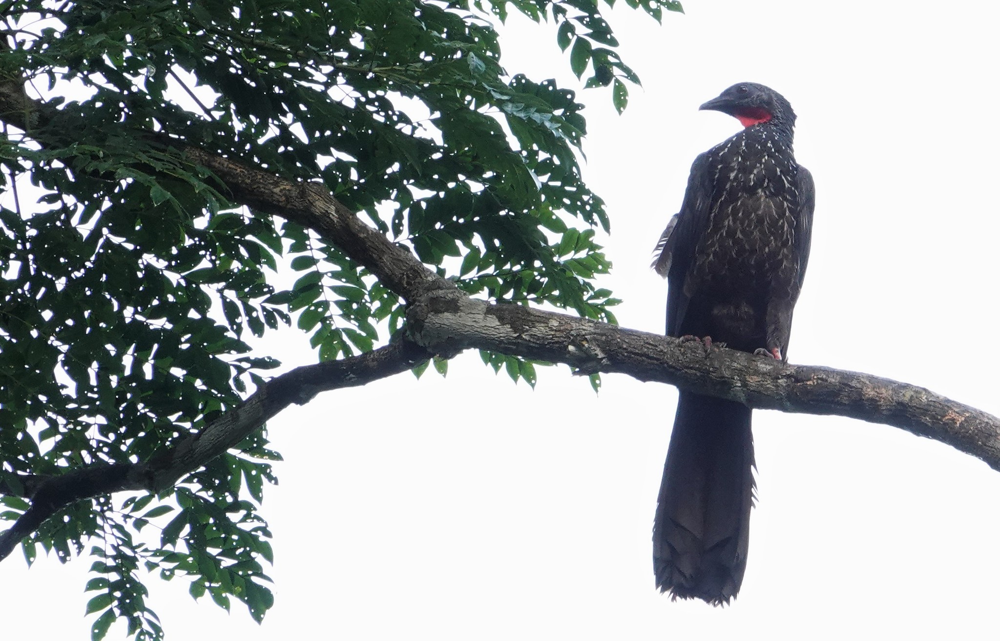 Marail Guan (Penelope marail), photo 7