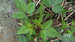 Cleome rutidosperma