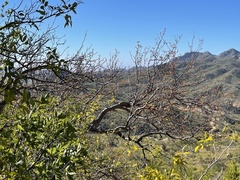 Bursera cerasiifolia