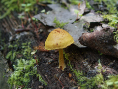 Pleuroflammula tuberculosa