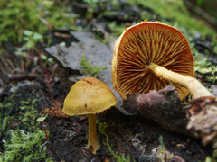 Pleuroflammula tuberculosa