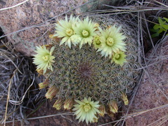 Coryphantha recurvata recurvata