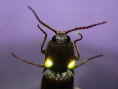 Vesperelater arizonicus