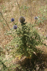 Echinops spinosissimus