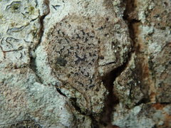 Pseudoschismatomma rufescens