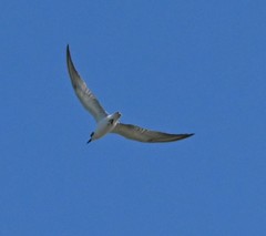 Gelochelidon nilotica