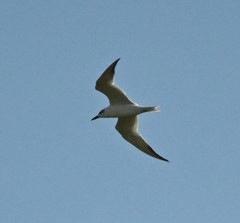 Gelochelidon nilotica