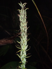 Platanthera psycodes