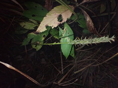 Platanthera psycodes