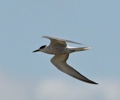 Gelochelidon nilotica