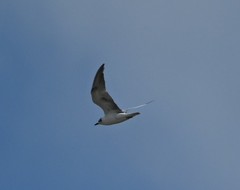 Gelochelidon nilotica