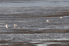 Chroicocephalus ridibundus