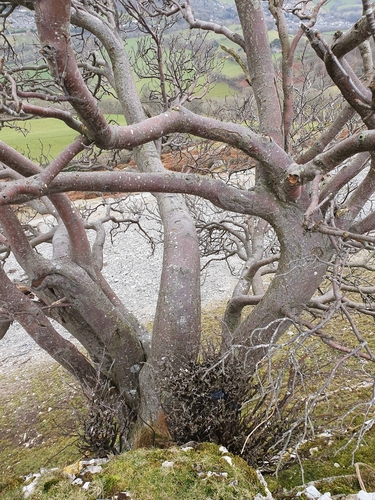 Llangollen whitebeam (Hedlundia cuneifolia)