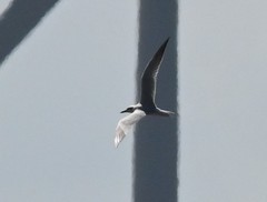 Gelochelidon nilotica