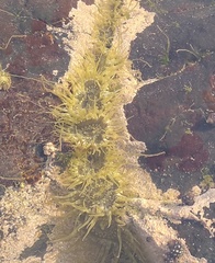Anthopleura dixoniana