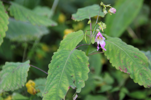 Impatiens glauca