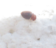 Calyptomerus