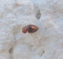 Calyptomerus