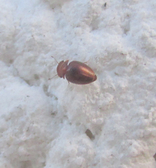 Calyptomerus