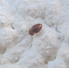 Calyptomerus
