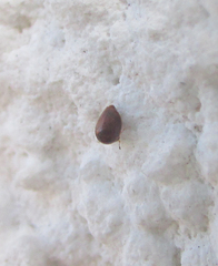 Calyptomerus