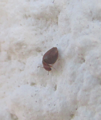 Calyptomerus