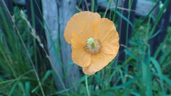 Papaver atlanticum