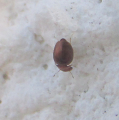 Calyptomerus