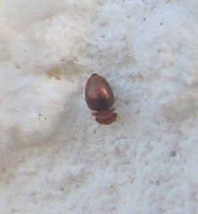 Calyptomerus