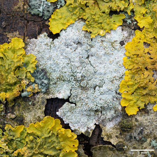 lekanora hnedastá (Lecanora chlarotera)