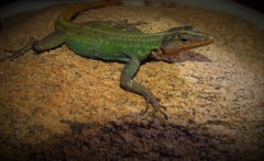 Platysaurus maculatus maculatus